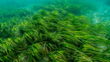 The UK has already lost up to 92% of its seagrass in the last century